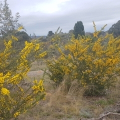 Acacia paradoxa at Watson, ACT - 12 Sep 2021