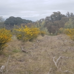 Acacia paradoxa at Watson, ACT - 12 Sep 2021 05:04 PM