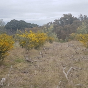 Acacia paradoxa at Watson, ACT - 12 Sep 2021