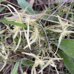 Clematis leptophylla (Small-leaf Clematis, Old Man's Beard) at Red Hill, ACT - 12 Sep 2021 by KL