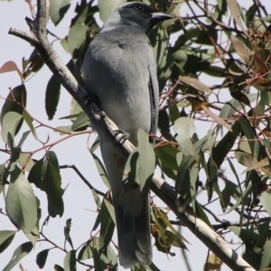 Coracina novaehollandiae at Deakin, ACT - 7 Sep 2021 10:54 AM