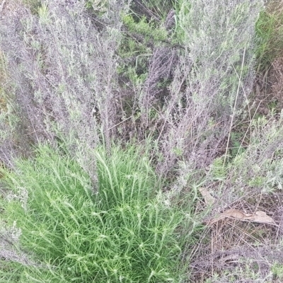 Chrysocephalum semipapposum (Clustered Everlasting) at The Fair, Watson - 12 Sep 2021 by MAX