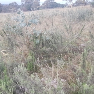 Chrysocephalum semipapposum at Watson, ACT - 12 Sep 2021