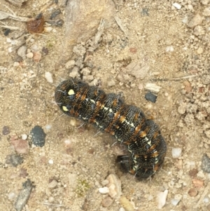 Apina callisto at O'Connor, ACT - 12 Sep 2021 04:18 PM