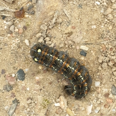 Apina callisto (Pasture Day Moth) at O'Connor, ACT - 12 Sep 2021 by LD12