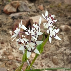 Wurmbea dioica subsp. dioica (Early Nancy) at O'Connor, ACT - 12 Sep 2021 by LD12