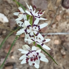 Wurmbea dioica subsp. dioica at O'Connor, ACT - 12 Sep 2021 04:20 PM