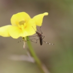 Aedes sp. (genus) (Mosquito) at Hughes, ACT - 12 Sep 2021 by LisaH