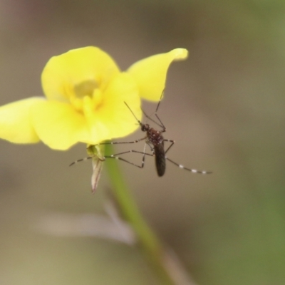 Aedes sp. (genus) (Mosquito) at Hughes, ACT - 12 Sep 2021 by LisaH