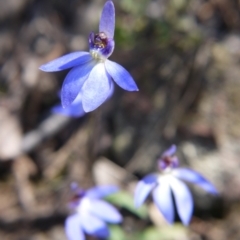 Cyanicula caerulea (Blue Fingers, Blue Fairies) at Downer, ACT - 11 Sep 2021 by ClubFED