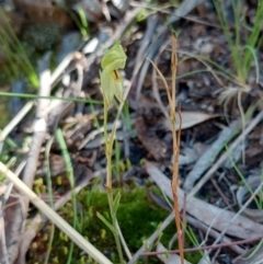 Bunochilus umbrinus (ACT) = Pterostylis umbrina (NSW) (Broad-sepaled Leafy Greenhood) at Downer, ACT by ClubFED