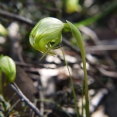 Pterostylis nutans (Nodding Greenhood) at Point 5204 - 11 Sep 2021 by ClubFED