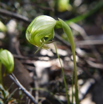 Pterostylis nutans (Nodding Greenhood) at Point 5204 - 11 Sep 2021 by ClubFED