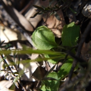 Pterostylis nutans at Point 5204 - suppressed