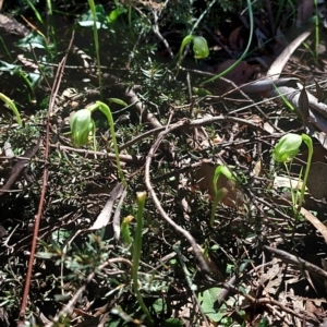 Pterostylis nutans at Point 5204 - suppressed