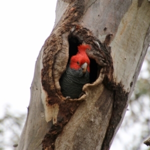 Callocephalon fimbriatum at Red Hill, ACT - suppressed