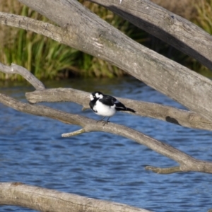 Grallina cyanoleuca at Gungahlin, ACT - 7 Sep 2021 04:42 PM