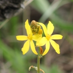 Bulbine sp. at Federal Golf Course - 11 Sep 2021 by kieranh