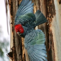 Callocephalon fimbriatum (Gang-gang Cockatoo) at Hughes, ACT - 12 Sep 2021 by LisaH