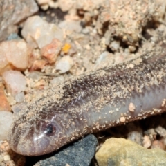 Unidentified Snake at Hervey Range, QLD - 5 Mar 2021 by sayoung15