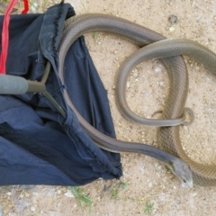 Oxyuranus scutellatus (Taipan) at Douglas, QLD - 4 Feb 2021 by sayoung15