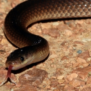 Cryptophis boschmai at Hervey Range, QLD - 5 Feb 2021 08:23 PM