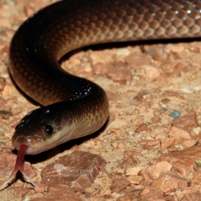 Cryptophis boschmai (Carpentaria Snake) at Hervey Range, QLD - 5 Feb 2021 by sayoung15