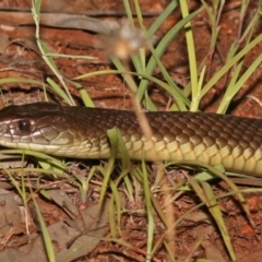 Pseudechis australis (Mulga Snake) at Dotswood, QLD - 12 Sep 2021 by sayoung15