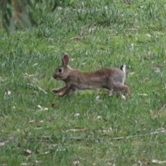 Oryctolagus cuniculus at Greenway, ACT - 12 Sep 2021