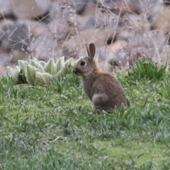 Oryctolagus cuniculus at Greenway, ACT - 12 Sep 2021