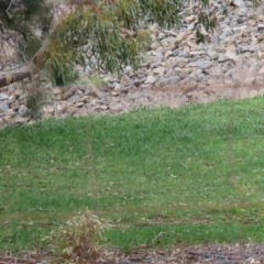 Oryctolagus cuniculus at Greenway, ACT - 12 Sep 2021