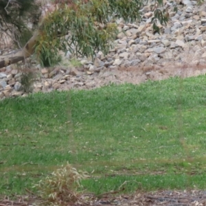 Oryctolagus cuniculus at Greenway, ACT - 12 Sep 2021