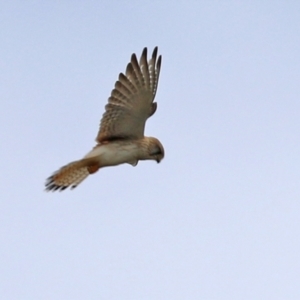 Falco cenchroides at Greenway, ACT - 12 Sep 2021