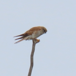 Falco cenchroides at Greenway, ACT - 12 Sep 2021