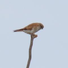 Falco cenchroides at Greenway, ACT - 12 Sep 2021