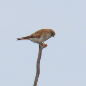 Falco cenchroides at Greenway, ACT - 12 Sep 2021