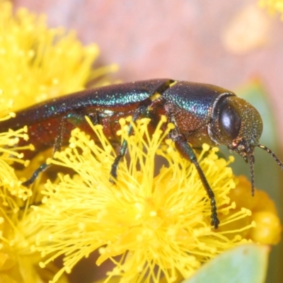 Melobasis thoracica (A jewel beetle) at Acton, ACT - 12 Sep 2021 by Harrisi