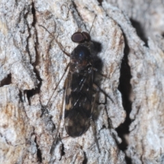 Sylvicola dubius (Wood-gnat) at Chapman, ACT - 6 Sep 2021 by Harrisi