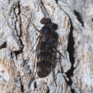 Sylvicola dubius at Chapman, ACT - 6 Sep 2021