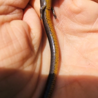 Hemiergis talbingoensis (Eastern Three-toed Earless Skink) at Yarralumla, ACT - 11 Sep 2021 by grakymhirth@tpg.com