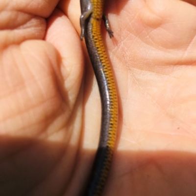 Hemiergis talbingoensis (Three-toed Skink) at Yarralumla, ACT - 10 Sep 2021 by grakymhirth@tpg.com