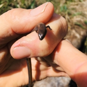 Hemiergis talbingoensis at Yarralumla, ACT - 11 Sep 2021