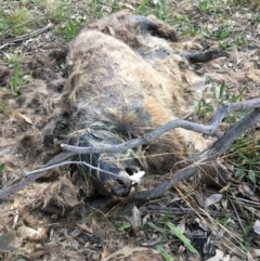 Vombatus ursinus (Bare-nosed Wombat) at Yarralumla, ACT - 2 Aug 2021 by grakymhirth@tpg.com