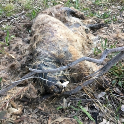 Vombatus ursinus (Bare-nosed Wombat) at Yarralumla, ACT - 2 Aug 2021 by grakymhirth@tpg.com
