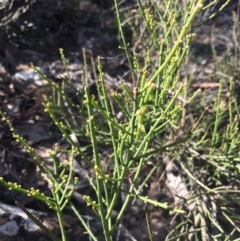 Omphacomeria acerba (Leafless Sour-bush) at Lower Boro, NSW - 11 Sep 2021 by mcleana