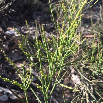 Omphacomeria acerba (Leafless Sour-bush) at Lower Boro, NSW - 11 Sep 2021 by mcleana