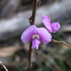 Hovea heterophylla (Common Hovea) at Lower Boro, NSW - 11 Sep 2021 by mcleana