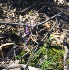 Hovea heterophylla at Lower Boro, NSW - 12 Sep 2021