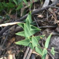 Veronica perfoliata (Digger's Speedwell) at Lower Boro, NSW - 12 Sep 2021 by mcleana