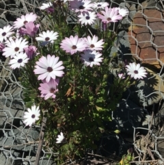 Dimorphotheca ecklonis (South African Daisy) at Mount Ainslie to Black Mountain - 11 Sep 2021 by NedJohnston